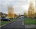 Bancroft Close birches