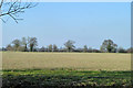 TL7519 : Field near Dagnets Farm by Robin Webster
