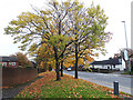 Trees alongside Stanningley Road