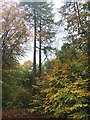 Autumn colour in Ecclesall Woods