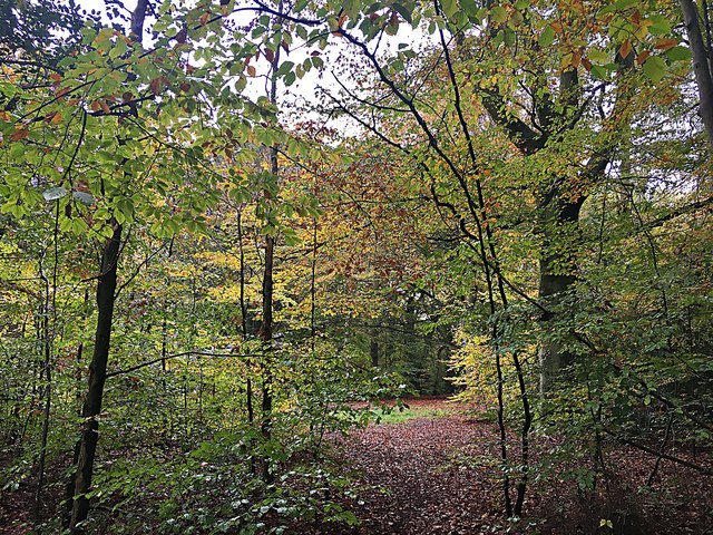 Autumn colour in Ecclesall Woods