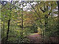 Autumn colour in Ecclesall Woods