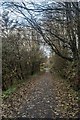 An autumn walk along the disused railway track, Balcurvie