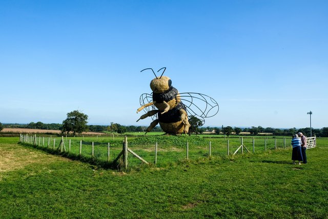 The Snugburys Bee