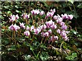 Cyclamen by the footpath south of Eastbury Avenue