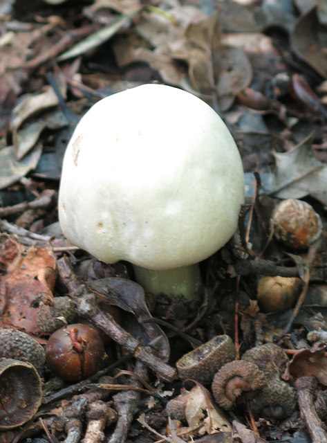 Mushroom and acorns by the footpath north of Gatehill Road