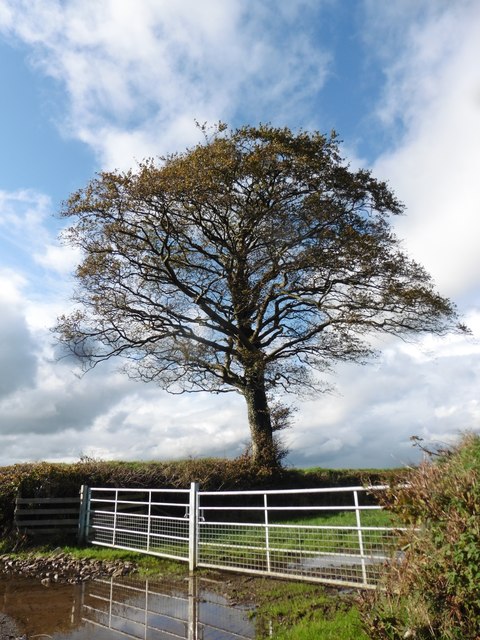 Isolated beech tree, west of Quince Cross