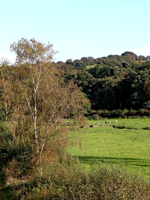 Staffordshire pasture and woodland near Denford