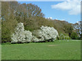 Blackthorn by football pitches