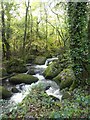 Moss-covered rocks in the Becka Brook