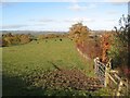 Autumn hedgerow