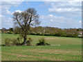 Tree between fields, Little Burstead