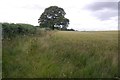 Arable land, Gatacre Park