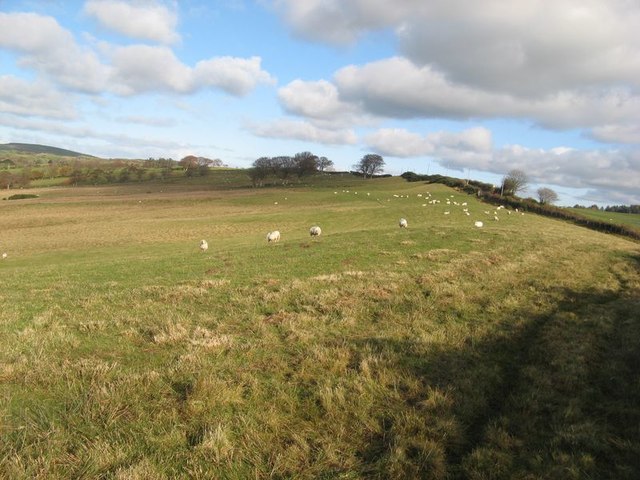 Sheep pasture at Tyrpeg Uchaf