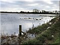 TL2799 : Roadside fencing on Whittlesey Wash - The Nene Washes by Richard Humphrey