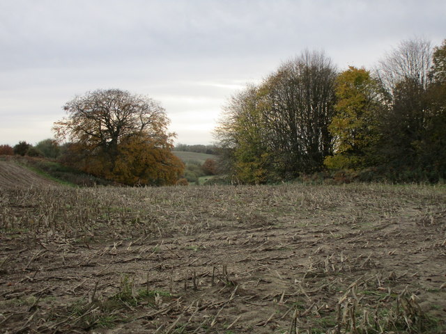Harvested field of maize