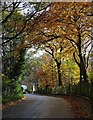 Autumn on Brincliffe Edge Road