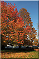 SX9392 : Autumnal trees by Waitrose, Exeter by Derek Harper