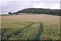 Wheat field, Brinsop