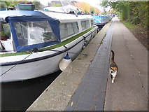 TQ3583 : Cat by the Regent's Canal by Marathon