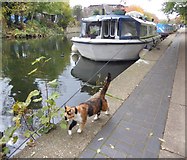 TQ3583 : Cat on the towpath by Marathon