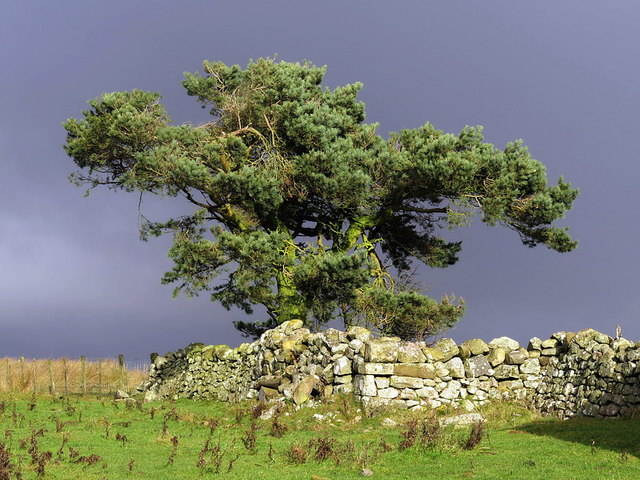 Scots Pine tree at Reaveleyhill