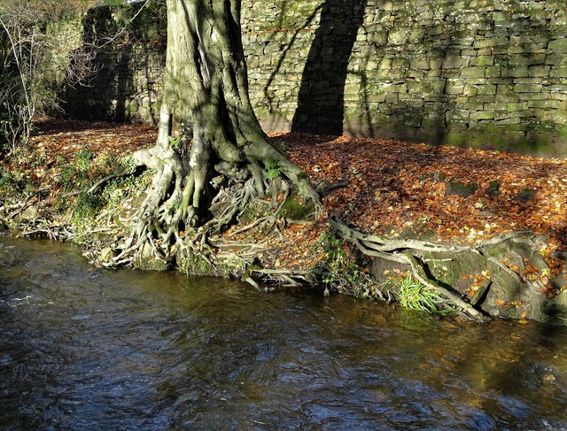 Tree by The River Porter in Endcliffe Park