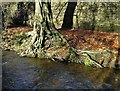 Tree by The River Porter in Endcliffe Park