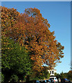 Autumn colour, Sunbury Hill, Torquay