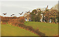 Geese over the Kingsbridge Estuary