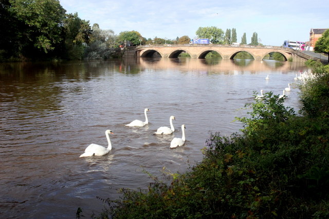 Swans at Worcester