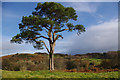 SD4192 : Scots pine, Hawkearth Bank by Ian Taylor