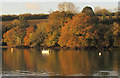 Trees by the Kingsbridge Estuary