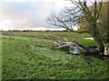 TL3974 : Fallen branch - The Ouse Washes by Richard Humphrey