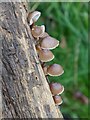 Fungi on a tree trunk