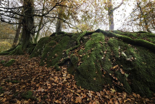 Moss in Penny Rock Wood