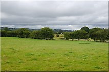 SO2460 : Grassland, Vale of Radnor by Richard Webb