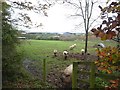 Hairy pigs in a field near Hogsbrook Farm