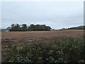 Maize field and woodland north of Cannonwalls Farm