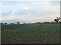 Winter crop near South Wood with the Malverns in the background