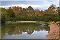 Pond at Frogham Hill