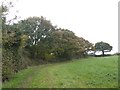 A small copse in the corner of a field north of Woodbury