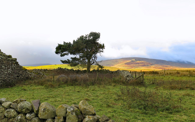 Scots Pine tree at Reaveleyhill © Andrew Curtis :: Geograph Britain and ...