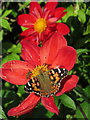 NZ1366 : Painted Lady & Dahlia, Memorial Park, Heddon on the Wall by Andrew Curtis