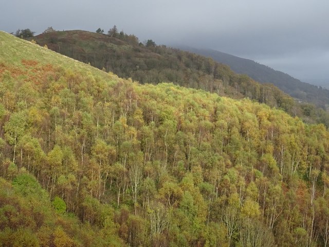 Trees on the Malvern Hills