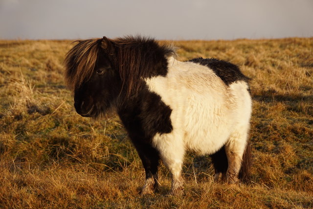 Shetland pony at Ham, Foula