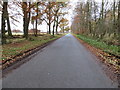 Road beside Warren Wood