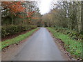 Tree-lined minor road