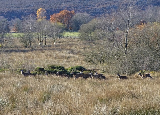 Small herd of wild deer on Swallow Moss