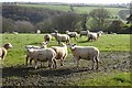 SW8943 : Pasture, Tregoney by Andrew Smith